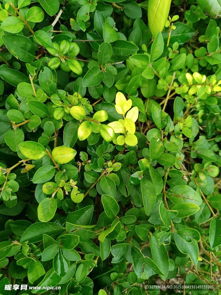 翠绿繁茂的丛生植物