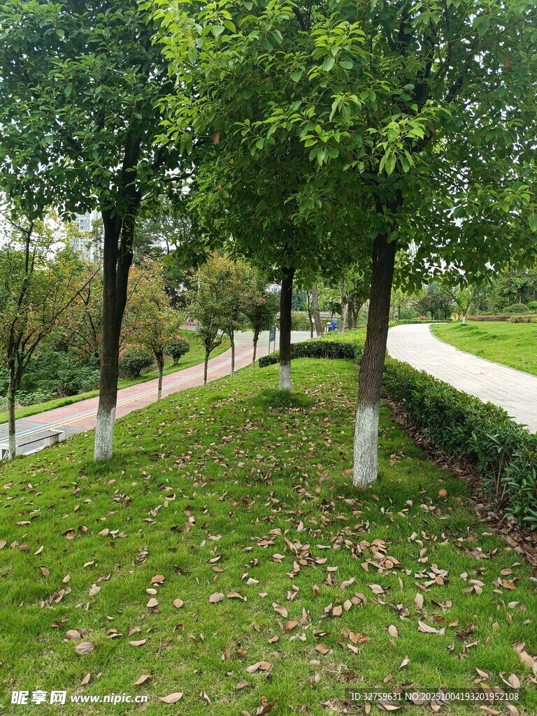 林间小径