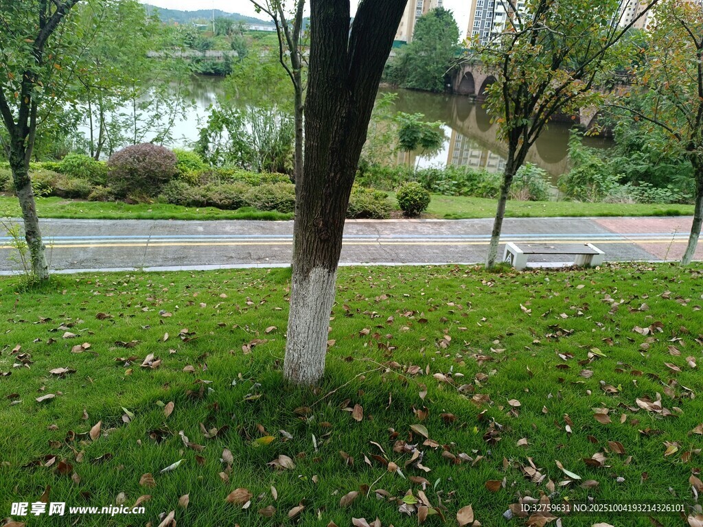 秋日公园草地树木景致