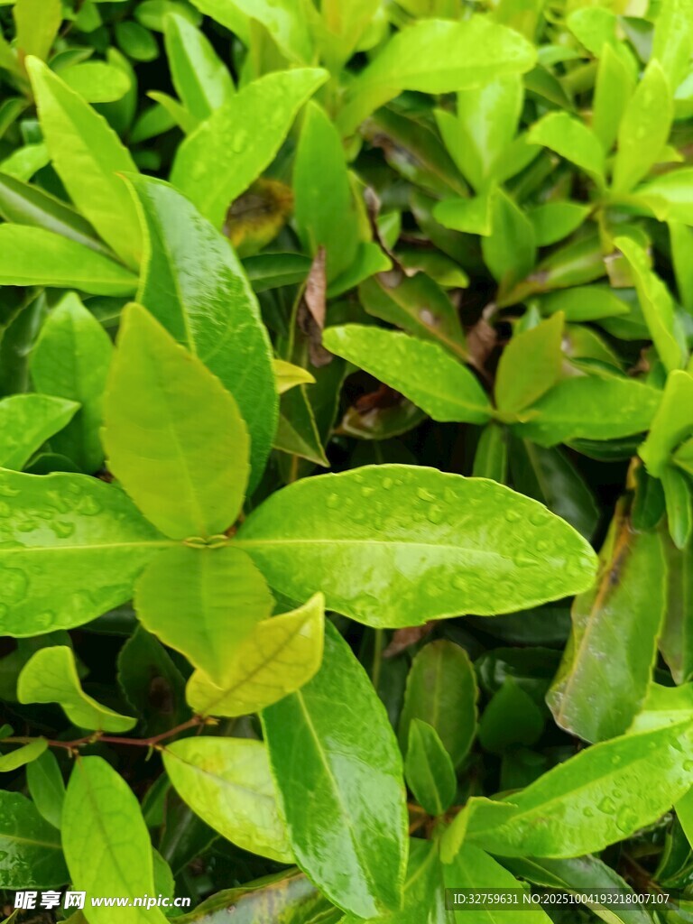 翠绿生机盎然的植物叶片