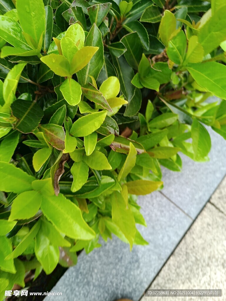 绿叶植物近景特写