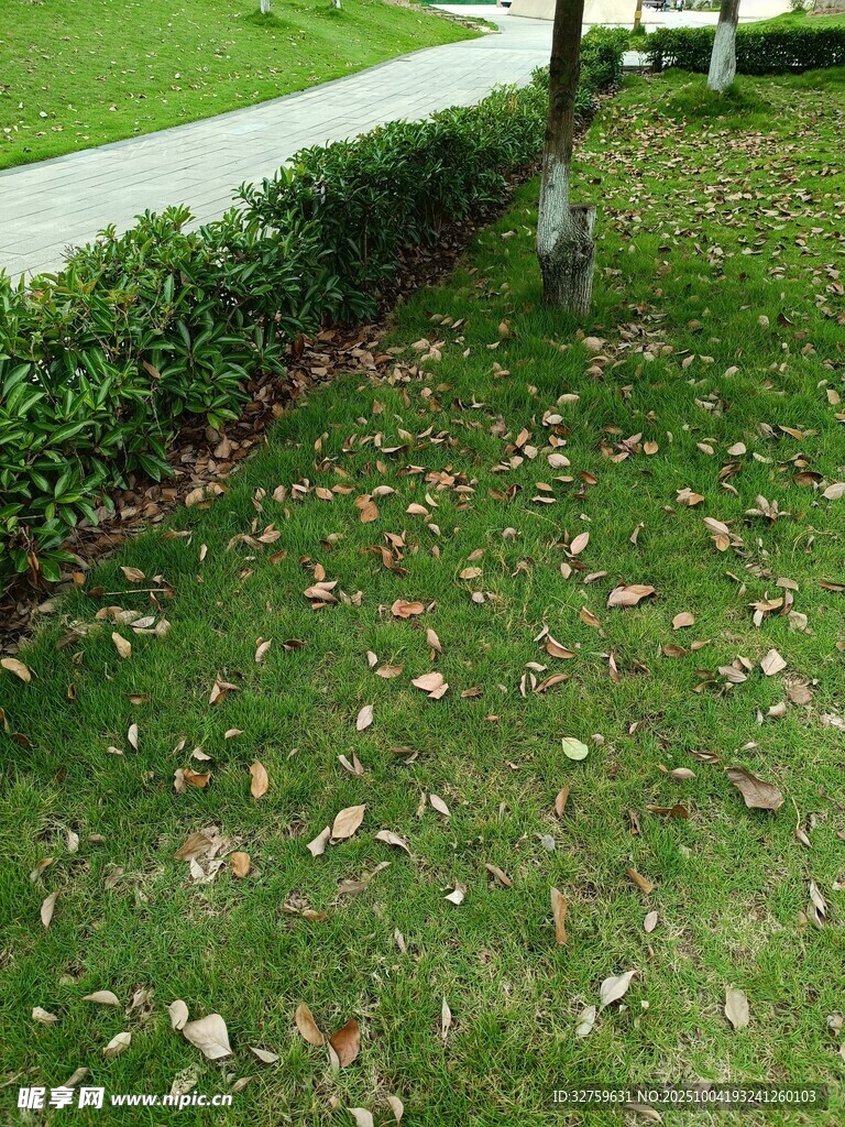 草坪上散落的枯黄树叶