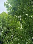 夏日繁茂绿树景观