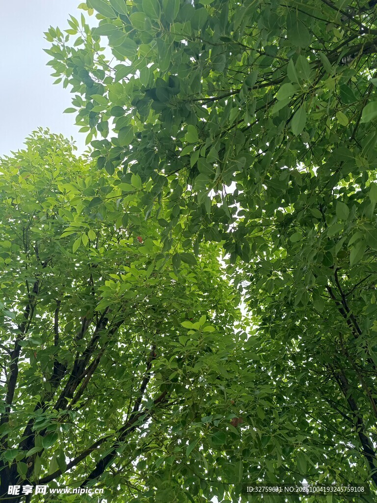 夏日繁茂绿树景观