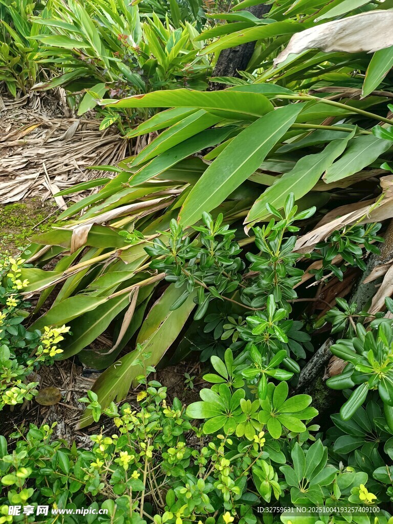 繁茂绿植景观