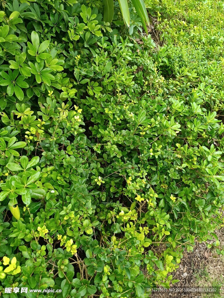 绿意盎然的繁茂植物景观