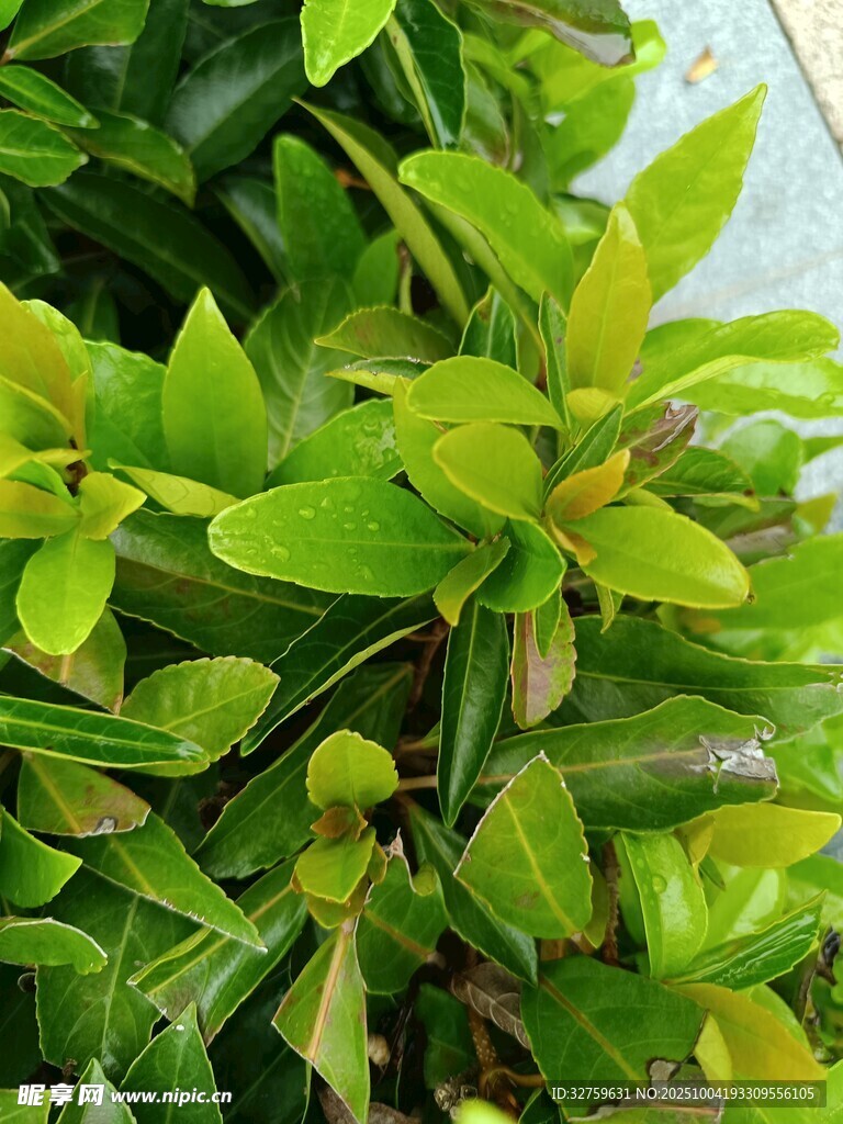 翠绿清新植物特写