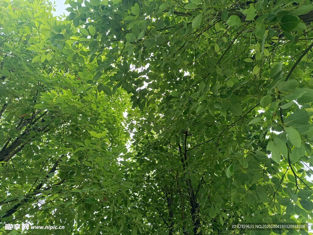 夏日繁茂绿树景观