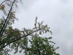 仰视树梢与阴沉天空