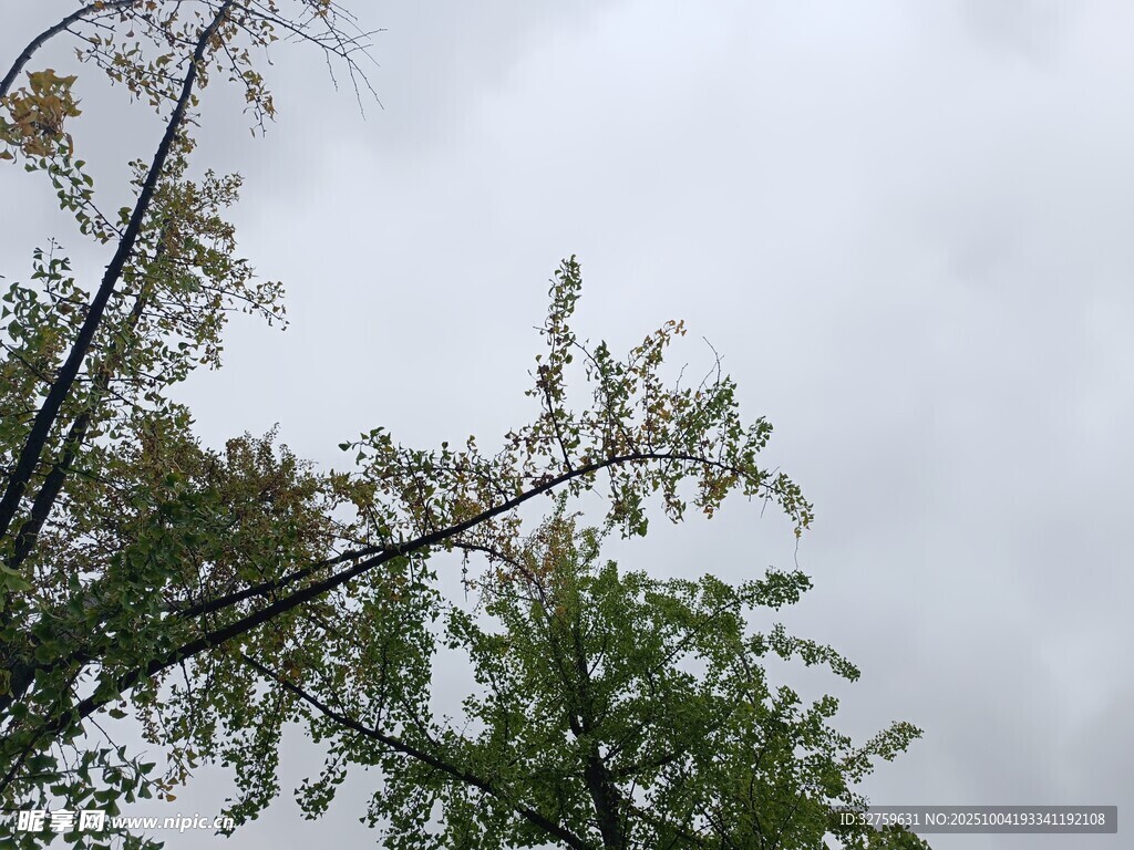 仰视树梢与阴沉天空
