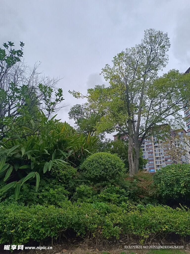 绿意盎然的户外植物景观