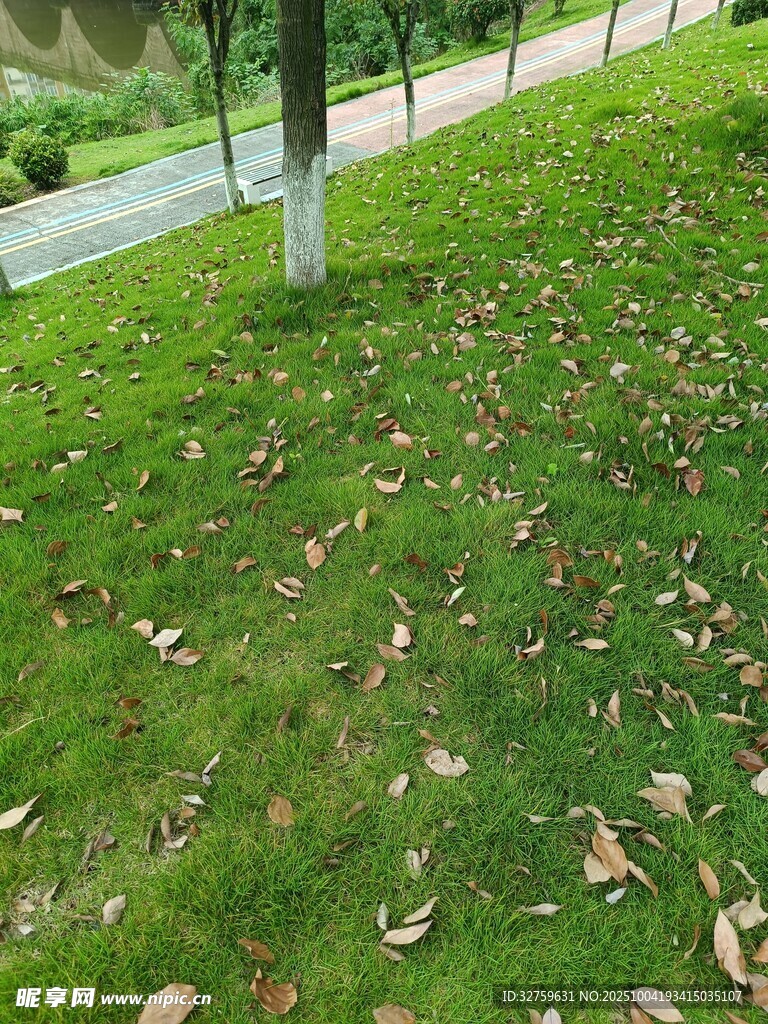 草地落叶景象