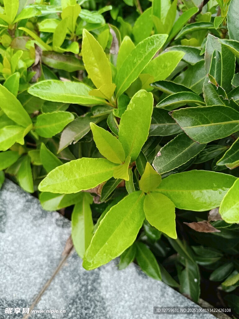 翠绿叶片与石相伴的生机