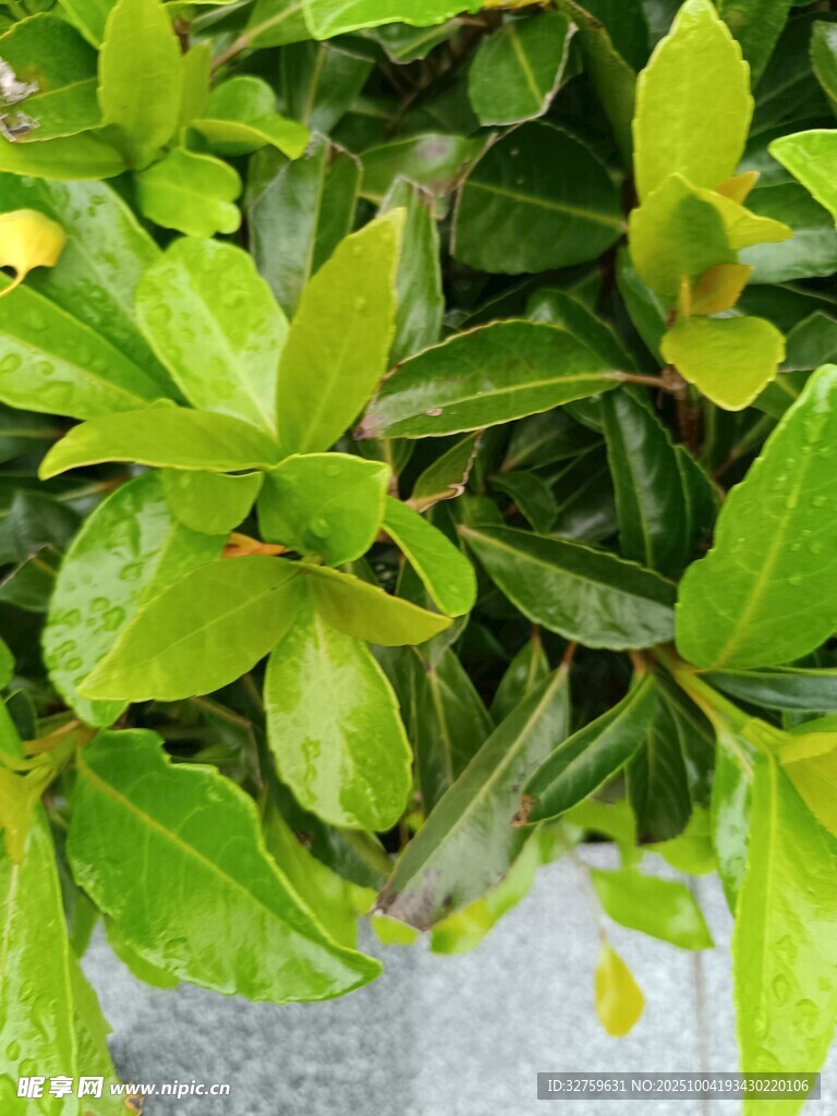 翠绿叶片的清新绿植