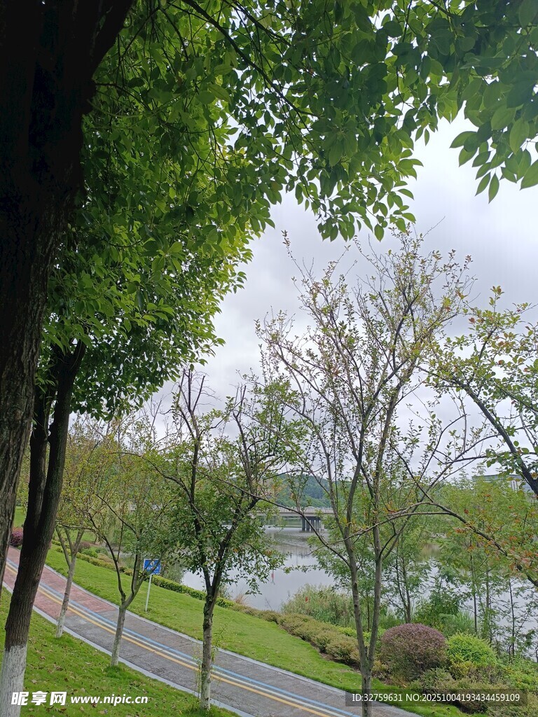 湖畔林荫道