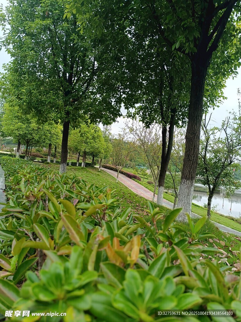 绿意盎然的城市林荫步道