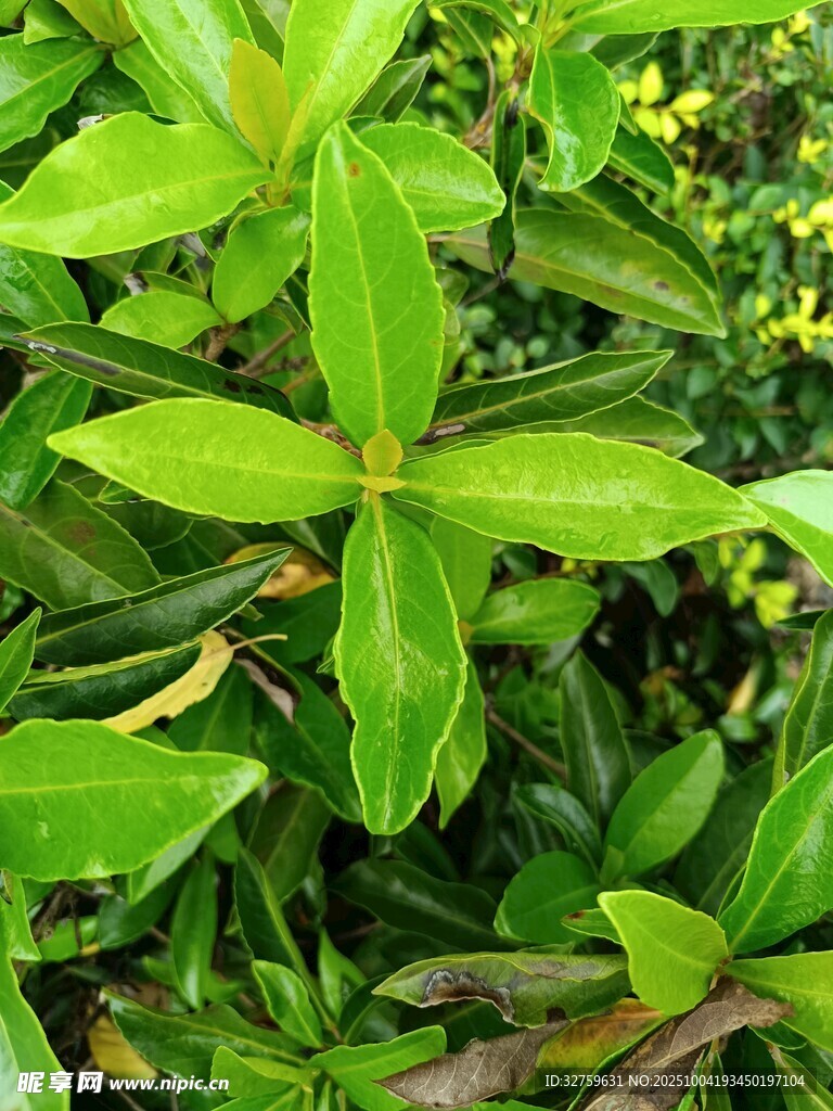 翠绿叶片植物特写