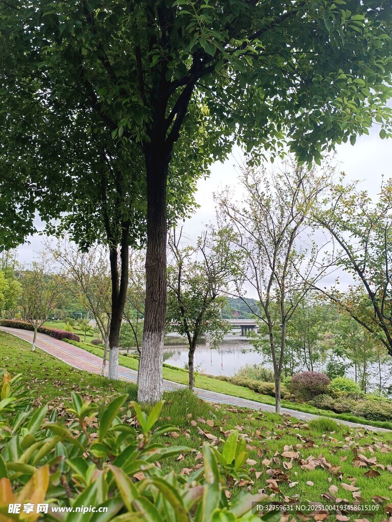 林间草地旁的宁静河岸