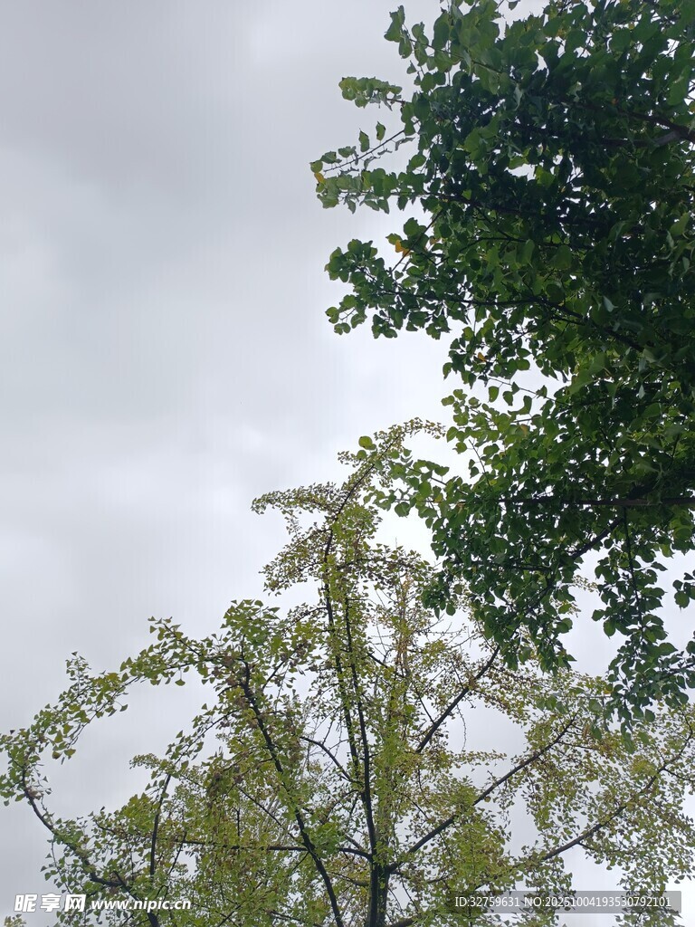 仰视绿树与灰白天空