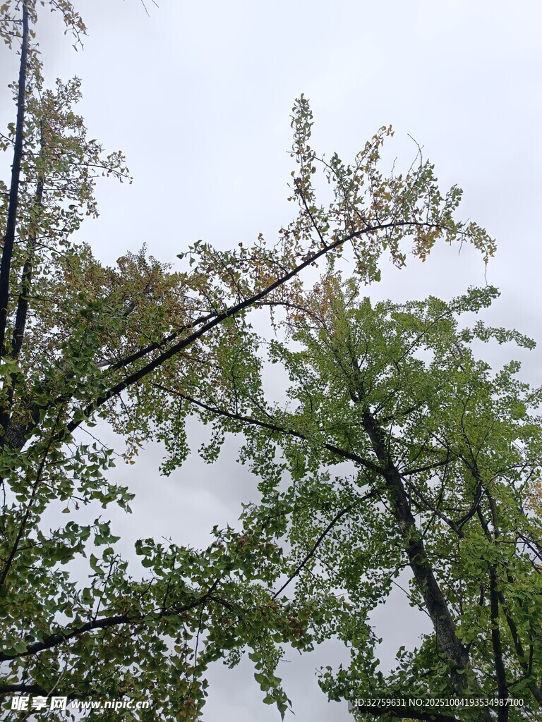 仰视视角下的繁茂绿树