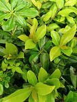 翠绿繁茂的植物叶片