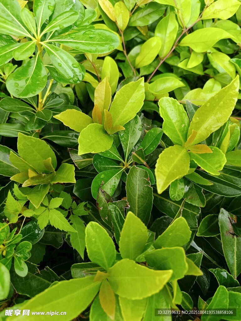 翠绿繁茂的植物叶片