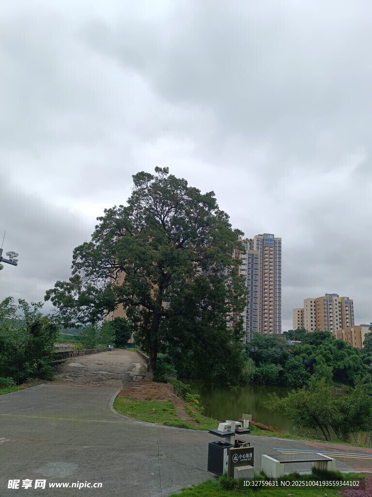 城市边缘的绿树与道路