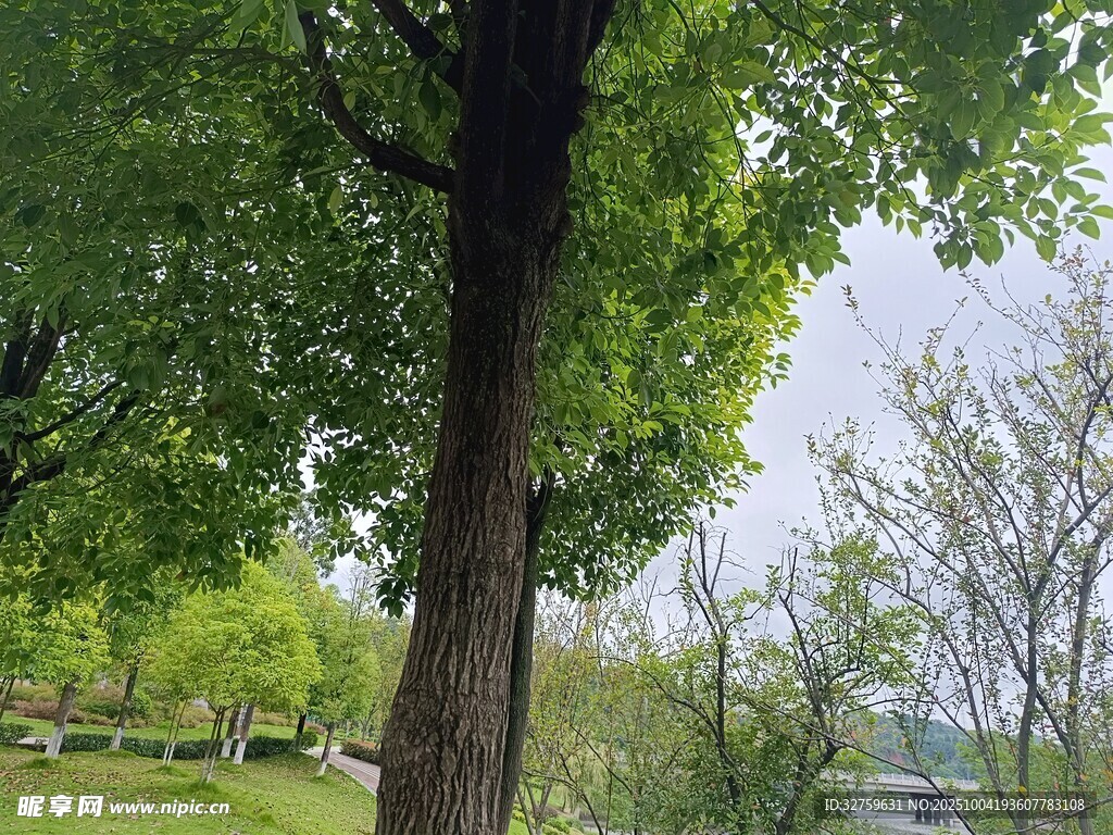 公园绿树成荫的美好景致
