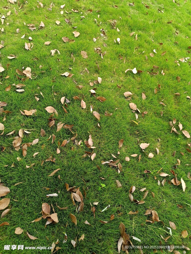 草地上散落的枯黄树叶