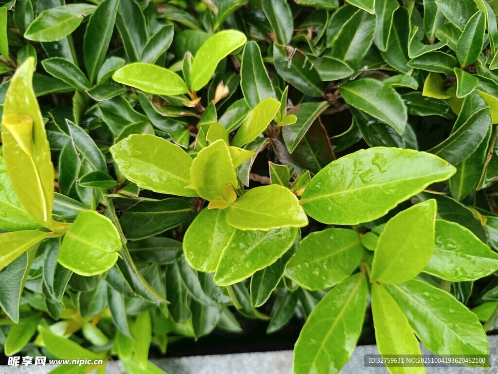 翠绿生机盎然的植物叶片