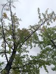 秋日树梢
