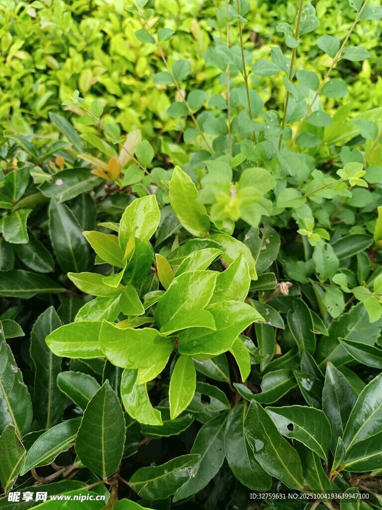 翠绿繁茂的绿植景观