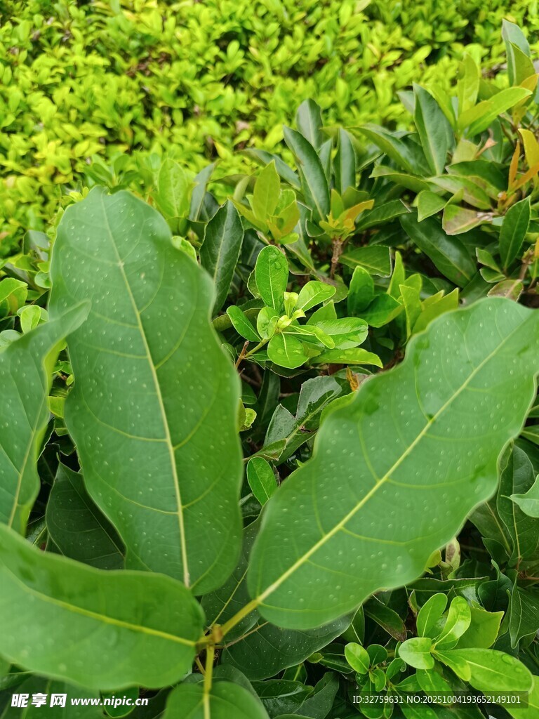 翠绿叶片与繁茂绿植