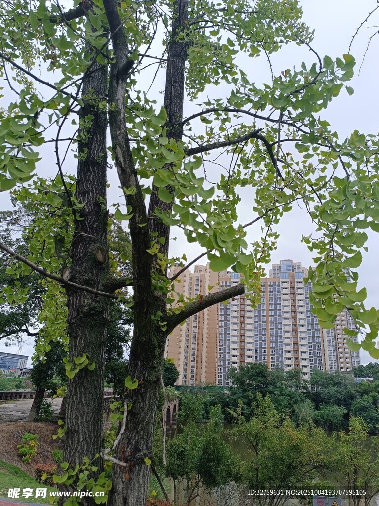 城市中葱郁大树与高楼景观