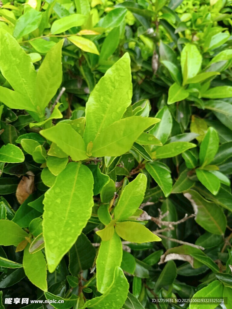 翠绿生机盎然的鲜嫩植物