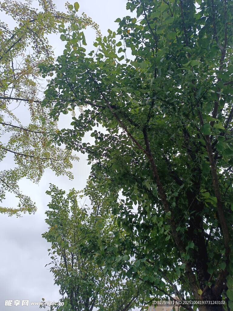 枝叶繁茂的绿树