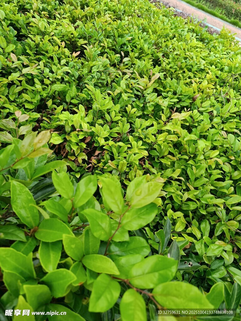 翠绿繁茂的植物景观