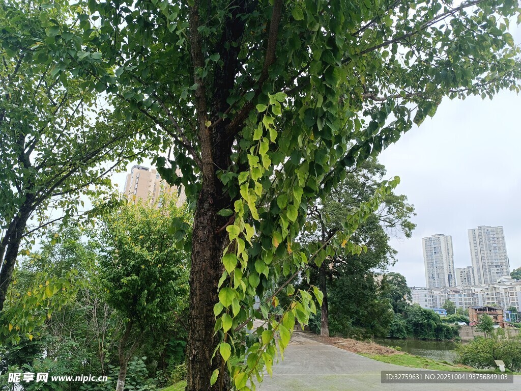 路边绿树缠绕藤蔓景观