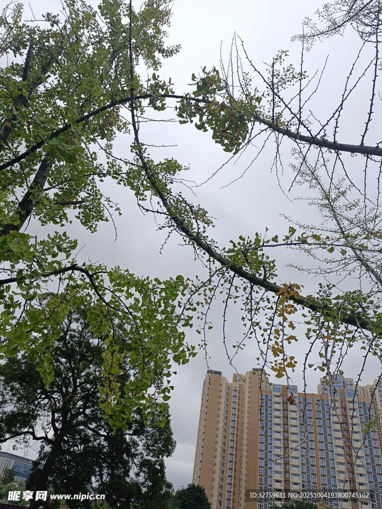 绿树掩映下的高楼景观