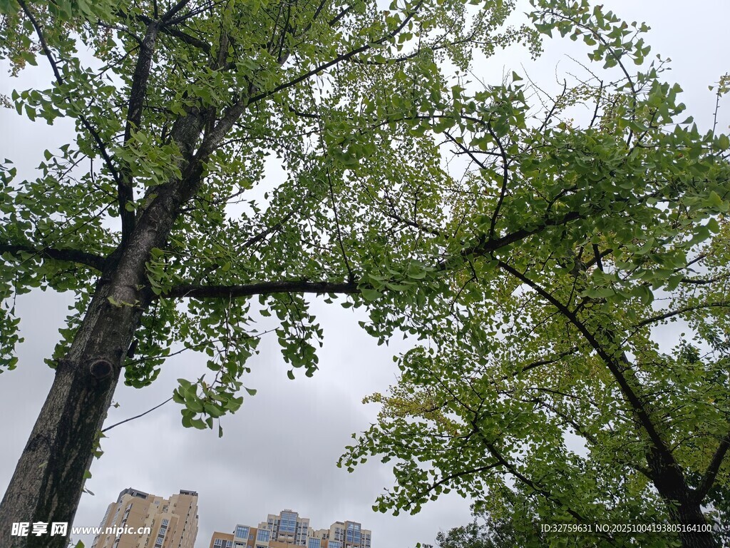 绿树掩映下的城市天际线