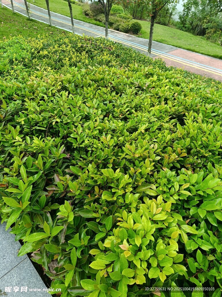 翠绿繁茂的户外绿植景观