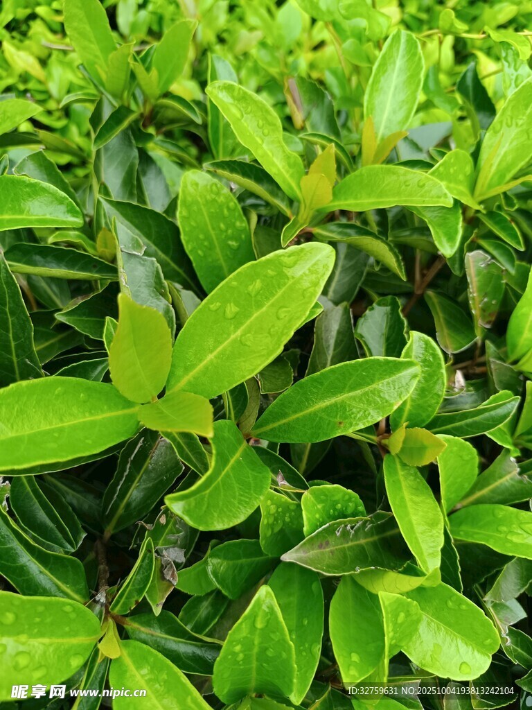 翠绿繁茂的叶片植物