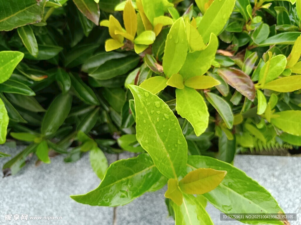 翠绿生机盎然的植物叶片