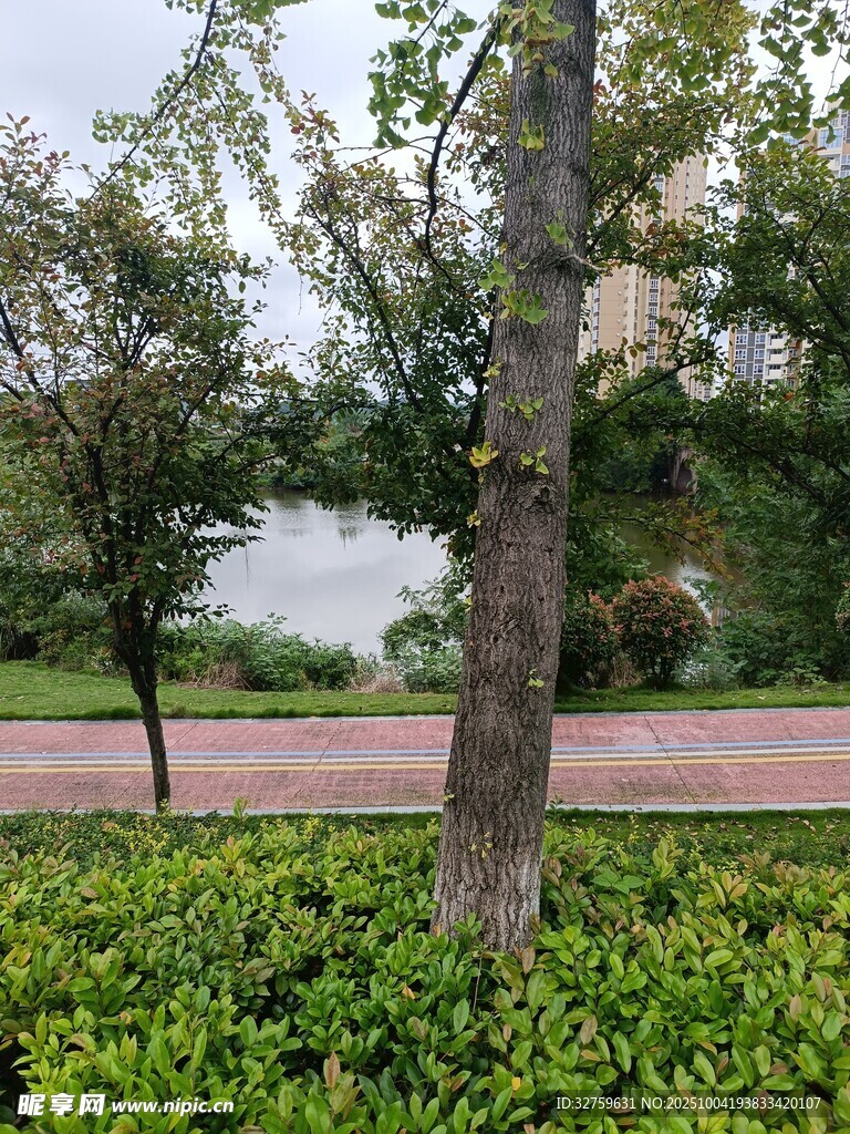 公园绿树与繁茂绿植景观