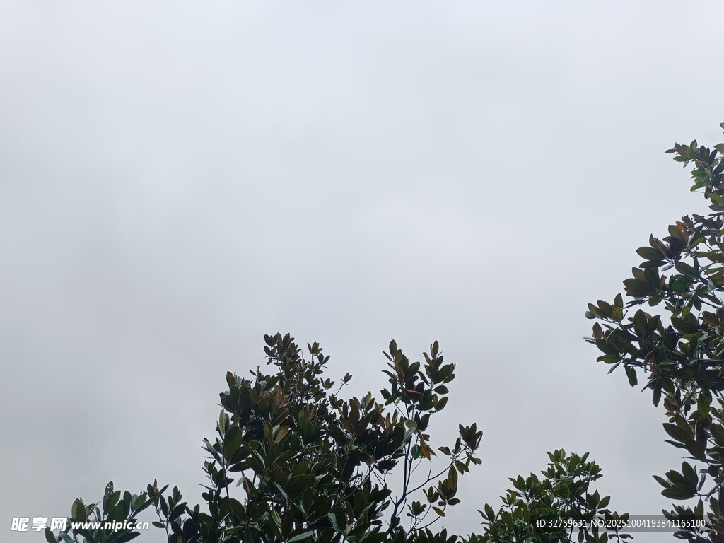 树梢上的灰白天空
