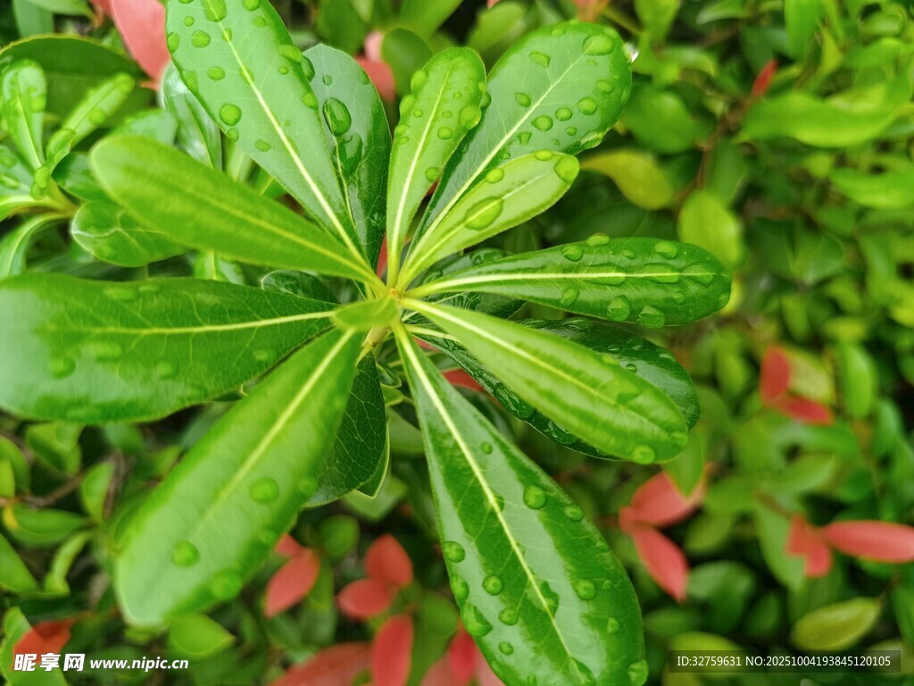 翠绿叶片的美丽植物