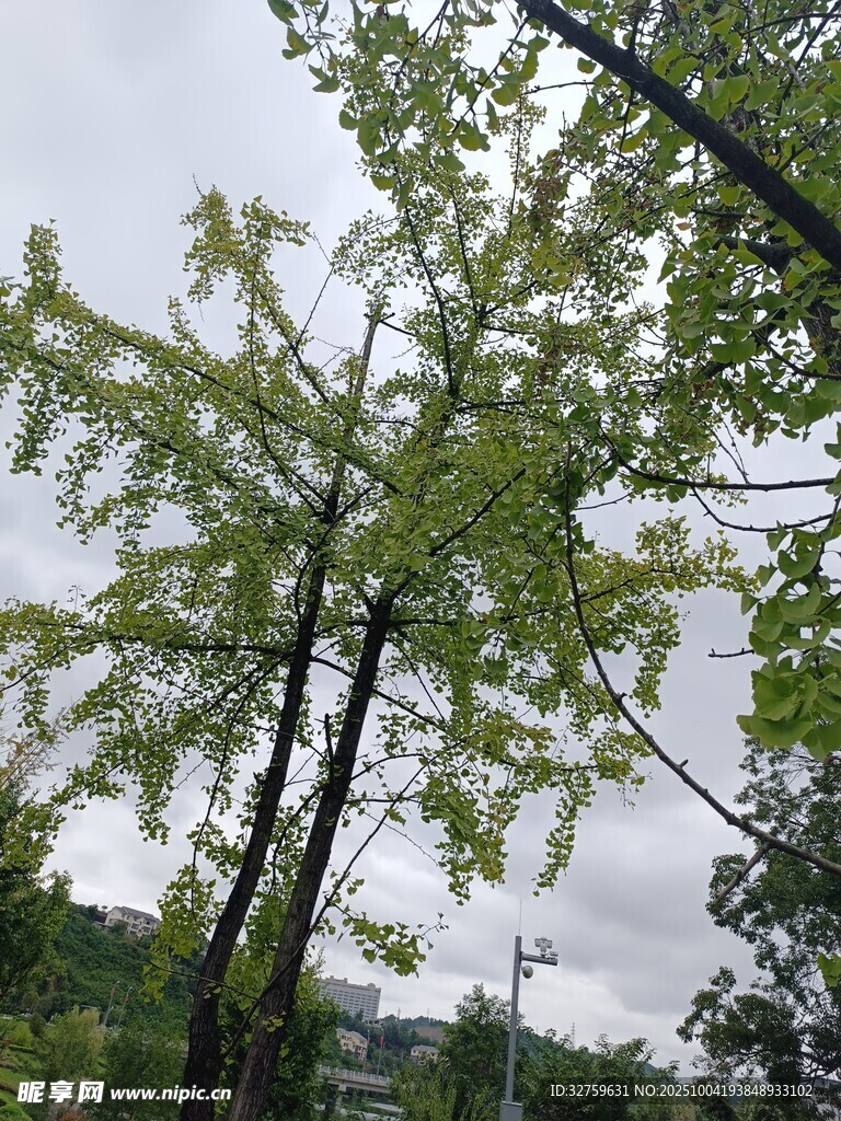 绿树蓝天间的清新景致