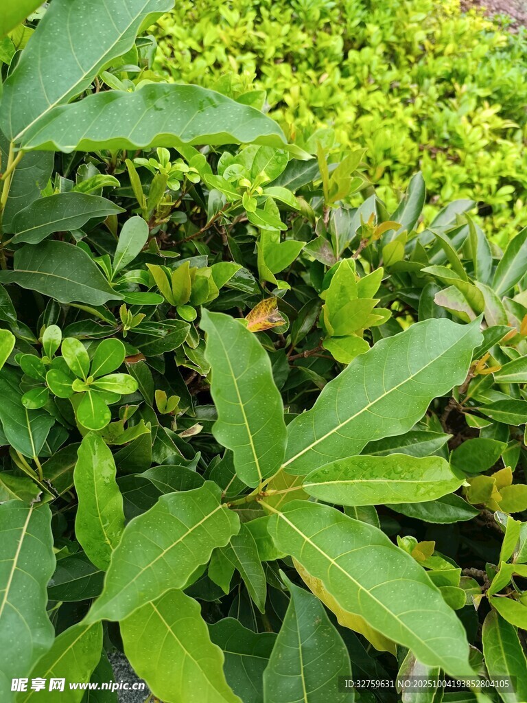 翠绿繁茂的多样植物
