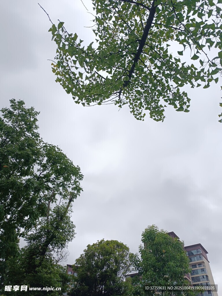 仰视绿树与天空景象