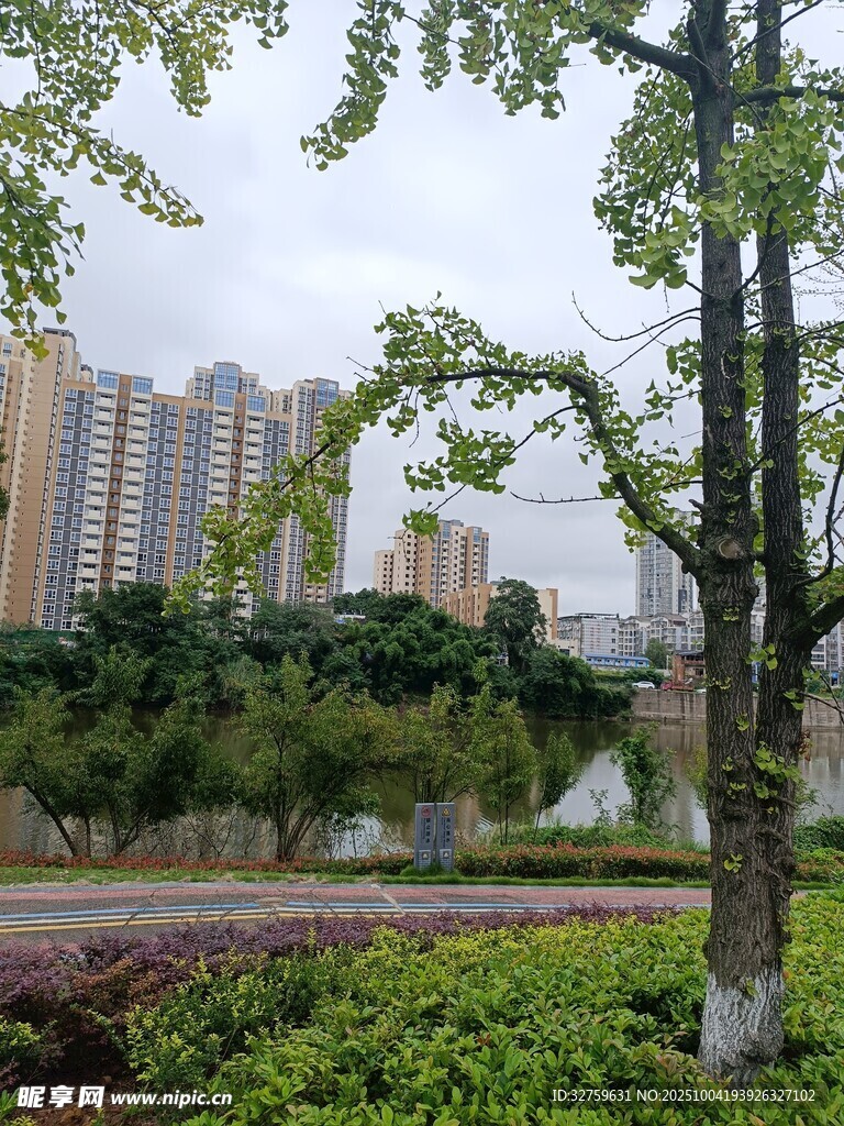 城市湖畔绿树景观